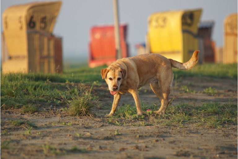 Urlaub mit Hund – Nordsee Ferienhaus Seehund